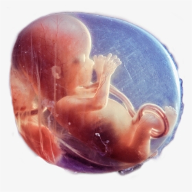 Embryo And Motrip Image - Motrip Embryo Cover, HD Png Download, Transparent PNG