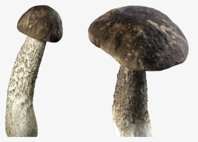 Dark Mushroom - Mushroom Transparent Background, HD Png Download, Transparent PNG