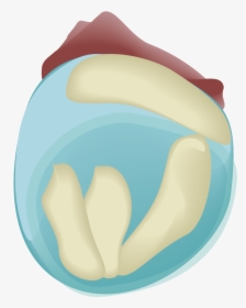 201908 Mouse Embryo Day8 - Illustration, HD Png Download, Transparent PNG