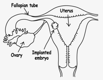 Embryo Implantation - Implantation Of Embryo Diagram, HD Png Download, Transparent PNG