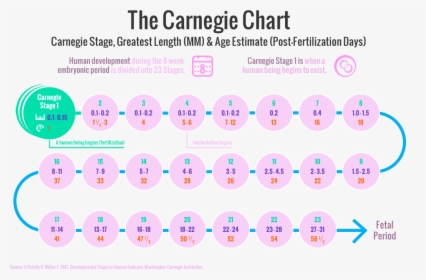 The Carnegie Stages Of Human Embryonic Development - Circle, HD Png Download, Transparent PNG