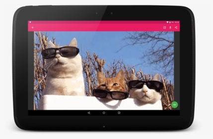 Cat Puts On Sunglasses Gif, HD Png Download, Transparent PNG