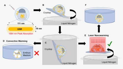 Zebrafish Embryo Cryopreservation And Laser Gnr Rewarming, HD Png Download, Transparent PNG