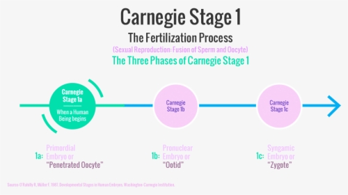 Carnegie Stages Of Human Embryonic Development - Leed Regional Priority, HD Png Download, Transparent PNG
