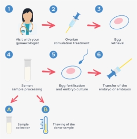 In Vitro Fertilisation - Vitro Fertilisation, HD Png Download, Transparent PNG