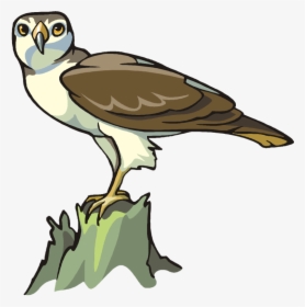 Transparent Eagle Clipart Png - Bird Of Prey, Png Download, Transparent PNG