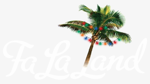 Fa La Land - Attalea Speciosa, HD Png Download, Transparent PNG