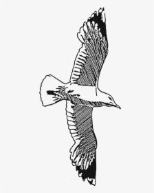 White Stork, HD Png Download, Transparent PNG