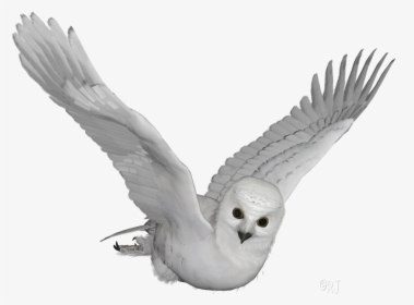 Snowy Owl Image Transparent, HD Png Download, Transparent PNG