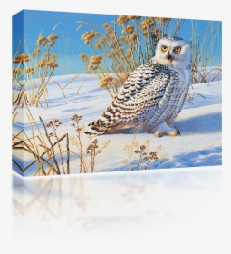 Snowy Owl, HD Png Download, Transparent PNG