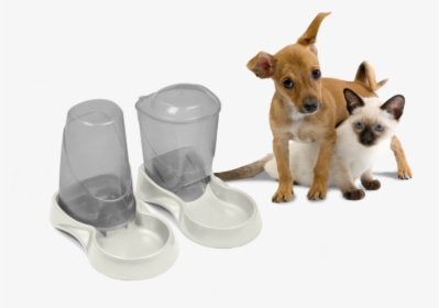 Cat Dog Autowater - Boarding Dog And Cat Together, HD Png Download, Transparent PNG