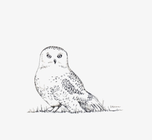 Transparent White Owl Png - Sketch, Png Download, Transparent PNG