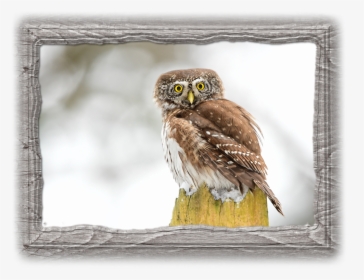 Great Grey Owl, HD Png Download, Transparent PNG