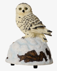 Snowy Owl Png, Transparent Png, Transparent PNG