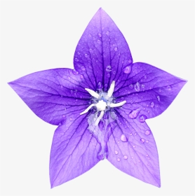 Single Blue Bell Flower, HD Png Download, Transparent PNG