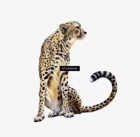 Cheetah Clipart , Png Download - Transparent Background Cheetah Clip Art, Png Download, Transparent PNG