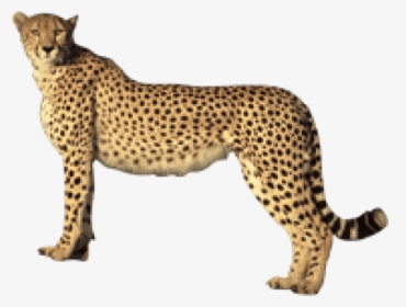 Transparent Cheetahs Clipart - Cheetah Transparent Background, HD Png Download, Transparent PNG