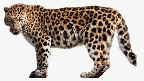 Amur Leopard Transparent Background, HD Png Download, Transparent PNG