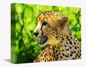 Clip Art Cheetah Photos - Cheetah, HD Png Download, Transparent PNG