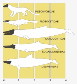 Evolucion Del Delfin Rosado, HD Png Download, Transparent PNG