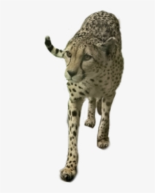 Freetoedit Bigcat Cheetah Animal, HD Png Download, Transparent PNG