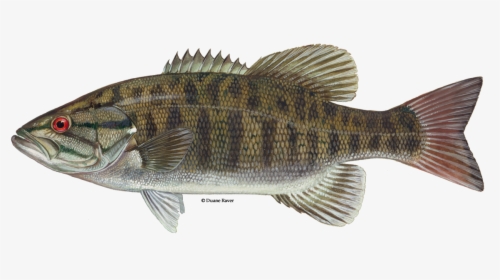 Illustration Of A Smallmouth Bass - Smallmouth Bass Fish, HD Png Download, Transparent PNG