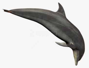 Free Png Dolphin Png Images Transparent - Dolphin Png Transparent, Png Download, Transparent PNG