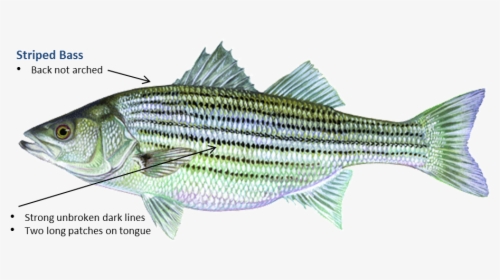 Striped Bass - Striper Oklahoma, HD Png Download, Transparent PNG