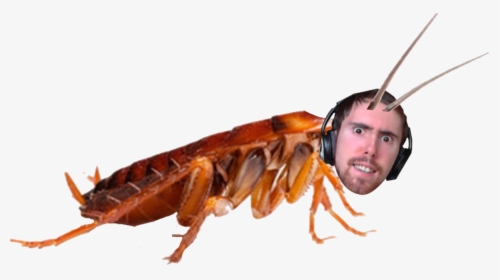 Cockroach, HD Png Download, Transparent PNG