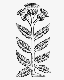 Thistle, HD Png Download, Transparent PNG