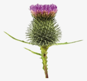 Blossoming Thistle - Transparent Background Spear Thistles Transparent, HD Png Download, Transparent PNG