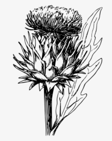 Artichoke, Vegetable, Thistle, Artichoke Plant - Artichoke Flower Drawing, HD Png Download, Transparent PNG