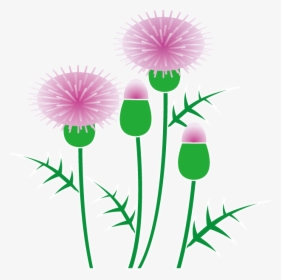 Thistle Clipart - Free Clipart Thistle, HD Png Download, Transparent PNG