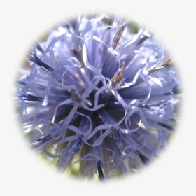 Globe Thistle, HD Png Download, Transparent PNG