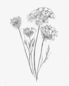 Queen Anne Lace Mz, HD Png Download, Transparent PNG