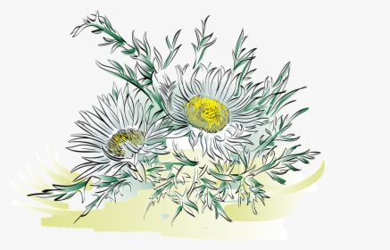 Thistle, Alpine Flower, Flower, Plant, Silver Thistle - Alpenblumen Png, Transparent Png, Transparent PNG