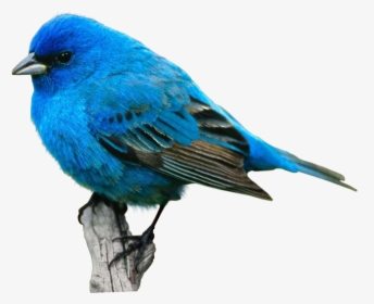 Bird Food Crane Desktop Wallpaper Eastern Bluebird - Blue Bird Transparent Background, HD Png Download, Transparent PNG