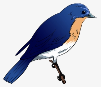 Blue Bird Png -how To Draw Eastern Bluebird - Easy Blue Bird Drawing, Transparent Png, Transparent PNG