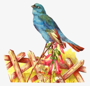 Pet Clipart Blue Bird - Mountain Bluebird, HD Png Download, Transparent PNG