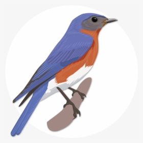 Eastern Bluebird Clipart , Png Download - Eastern Bluebird, Transparent Png, Transparent PNG