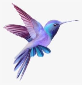 Hummingbird Png - Pink And Purple Hummingbird, Transparent Png, Transparent PNG