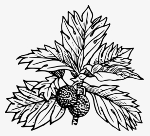 Breadfruit, Tree, Leaves, Black And White, Fruit - Draw A Breadfruit Tree, HD Png Download, Transparent PNG
