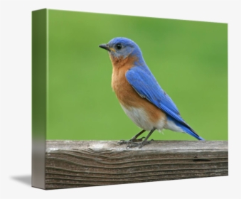 Clip Art X L By - Eastern Bluebird, HD Png Download, Transparent PNG