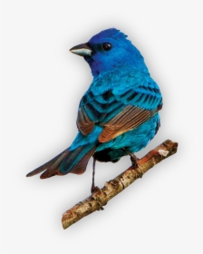 #bird #bluebird @piroskab #freetoedit - Indigo Bunting, HD Png Download, Transparent PNG