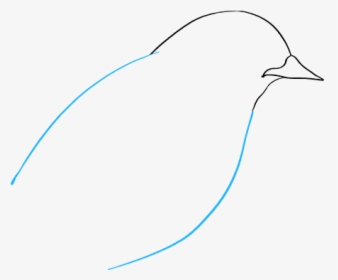 How To Draw Eastern Bluebird - Sketch, HD Png Download, Transparent PNG