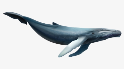 Whale Stock, HD Png Download, Transparent PNG