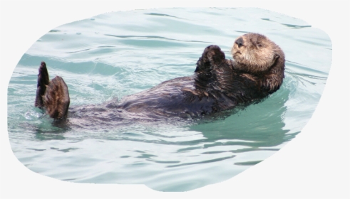 Otter - Animal Sleeping On Water, HD Png Download, Transparent PNG