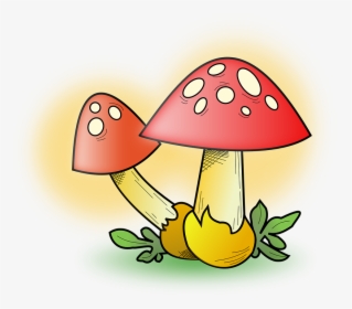 Transparent Mushrooms Png - Fungi Clipart, Png Download, Transparent PNG