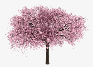 Cherry Blossom Transparent Background - Cherry Tree Transparent Background, HD Png Download, Transparent PNG