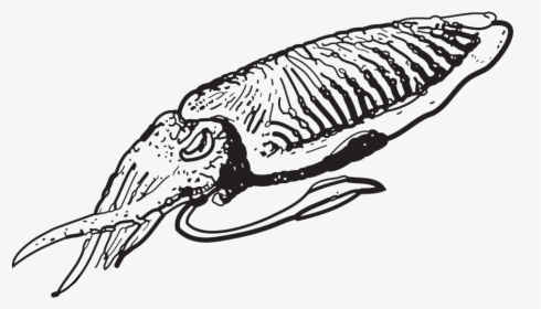 Black And White Cuttlefish Clipart, HD Png Download, Transparent PNG